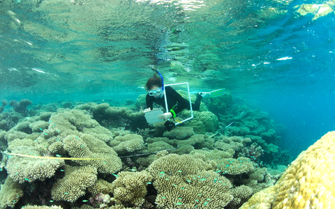 Eine Wissenschaftlerin überwacht das Korallenwachstum an Riffen im Indischen Ozean. - Foto: Nick Graham/Lancaster University/dpa