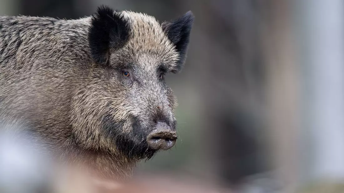 Das Fleisch von Wilschweinen ist im Gegensatz zur Leber unbedenklich. (Symbolbild) - Bild: Lino Mirgeler/dpa