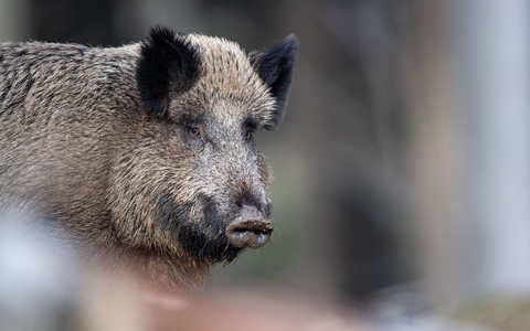 Das Fleisch von Wilschweinen ist im Gegensatz zur Leber unbedenklich. (Symbolbild) - Foto: Lino Mirgeler/dpa Das Fleisch von Wilschweinen ist im Gegensatz zur Leber unbedenklich. (Symbolbild) - Foto: Lino Mirgeler/dpa