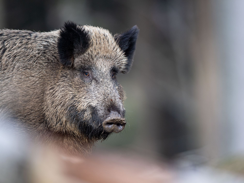 Das Fleisch von Wilschweinen ist im Gegensatz zur Leber unbedenklich. (Symbolbild) - Foto: Lino Mirgeler/dpa