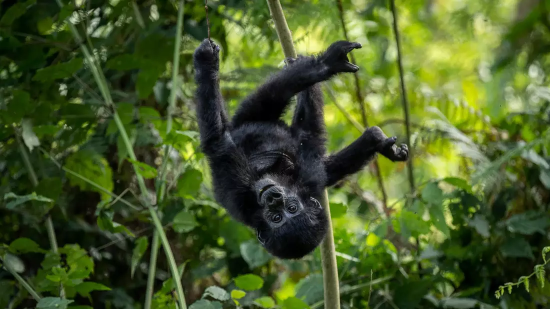 Ein einjähriges Berggorillababy hängt kopfüber an einem Ast im Regenwald des Bwindi Impenetrable Nationalparks im Südwesten von Uganda. - Bild: Uncredited/AP/dpa