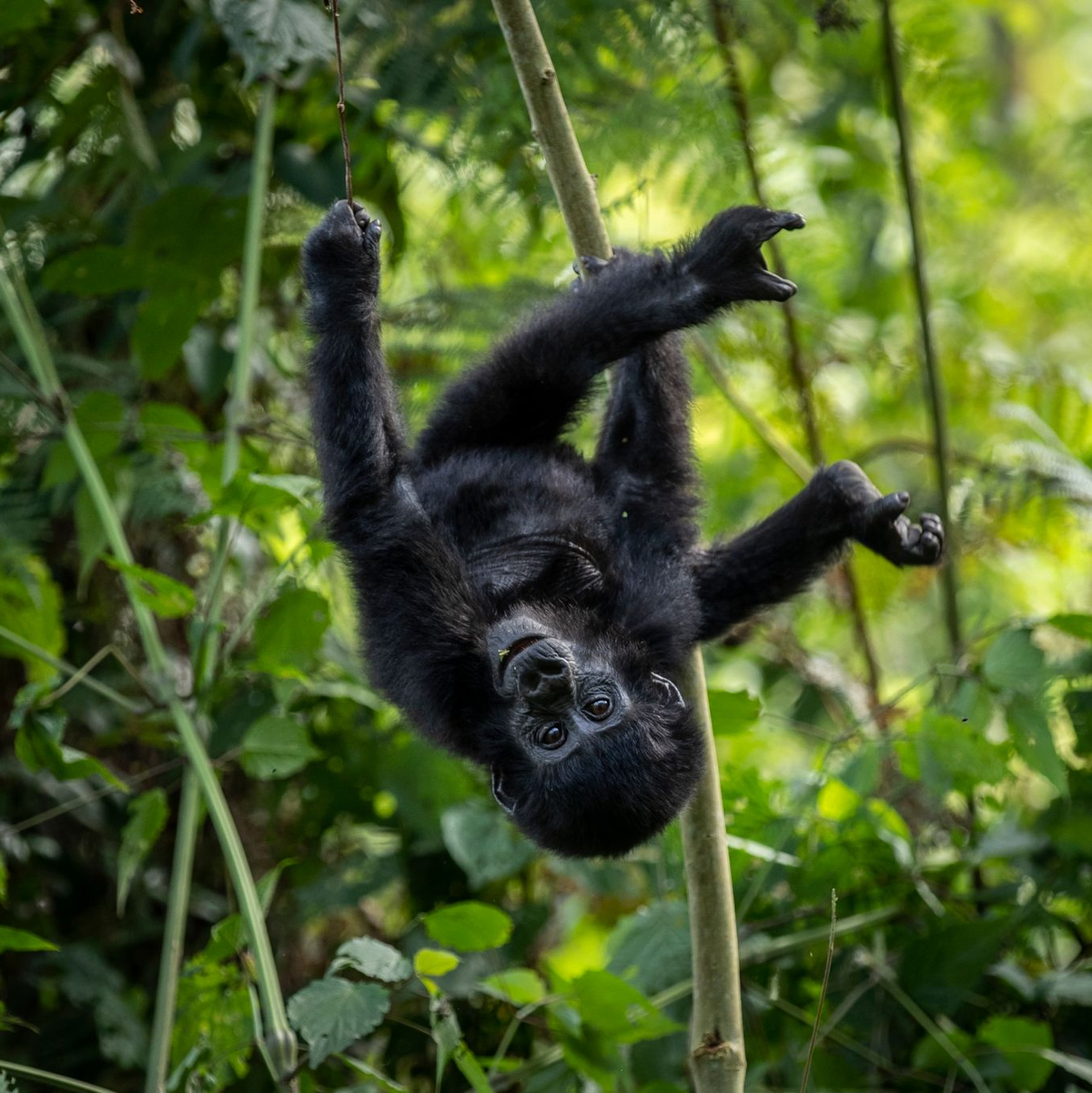 Die Berggorillas im Virunga-Bergmassiv erholen sich - Foto: Uncredited/AP/dpa
