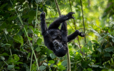 Die Berggorillas im Virunga-Bergmassiv erholen sich - Foto: Uncredited/AP/dpa