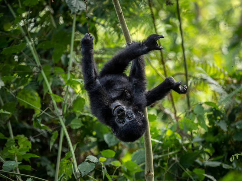 Die Berggorillas im Virunga-Bergmassiv erholen sich - Foto: Uncredited/AP/dpa