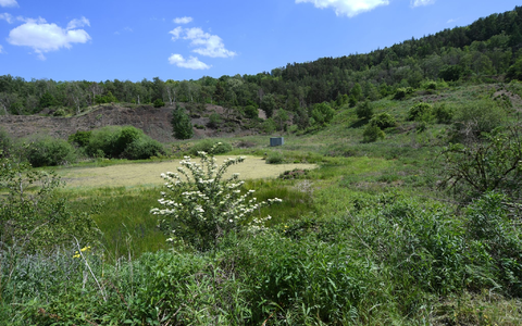 Die Pflanzen der Grube Messel bei Darmstadt strahlen in einem satten Grün. Das Areal wurde 1995 erstes Weltnaturerbe in Deutschland auf der Liste der Weltkulturorganisation Unesco. - Foto: Arne Dedert/dpa
