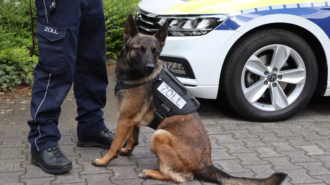 HZA-BI: Bielefelder Zoll stoppt Drogenfahrt auf A2/Fahrer unter Betäubungsmitteleinfluss - Beifahrer hatte Alkohol getrunken - Zollhündin Skadi im Einsatz - Bild: presseportal.de
