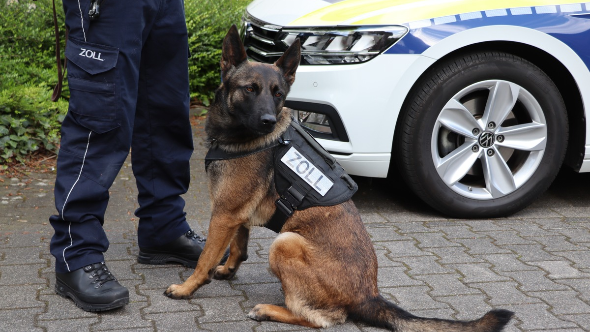 HZA-BI: Bielefelder Zoll stoppt Drogenfahrt auf A2/Fahrer unter Betäubungsmitteleinfluss - Beifahrer hatte Alkohol getrunken - Zollhündin 
