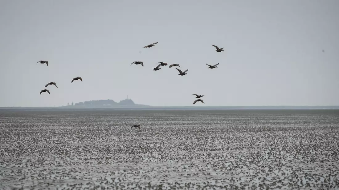 Eine Gruppe Eiderenten fliegt über das Watt vor der Hallig Oland. - Bild: Christian Charisius/dpa
