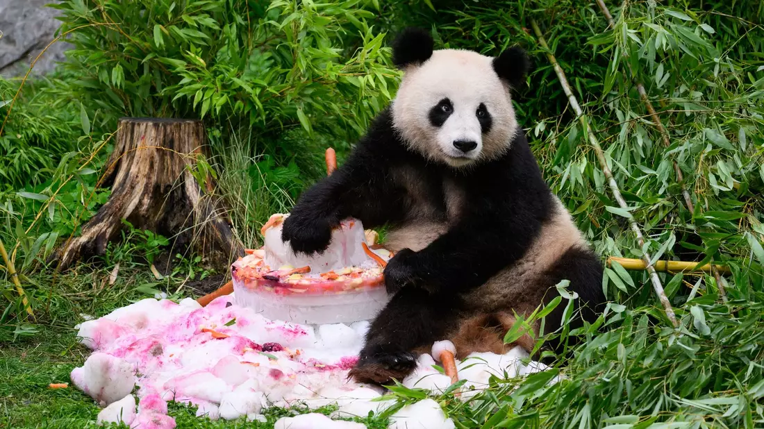 Eine Torte aus Eis, Gemüse und Früchten gibt es anlässlich ihres vierten Geburtstags für die Pandabären Pit und Paule im Berliner Zoo. - Bild: Bernd von Jutrczenka/dpa