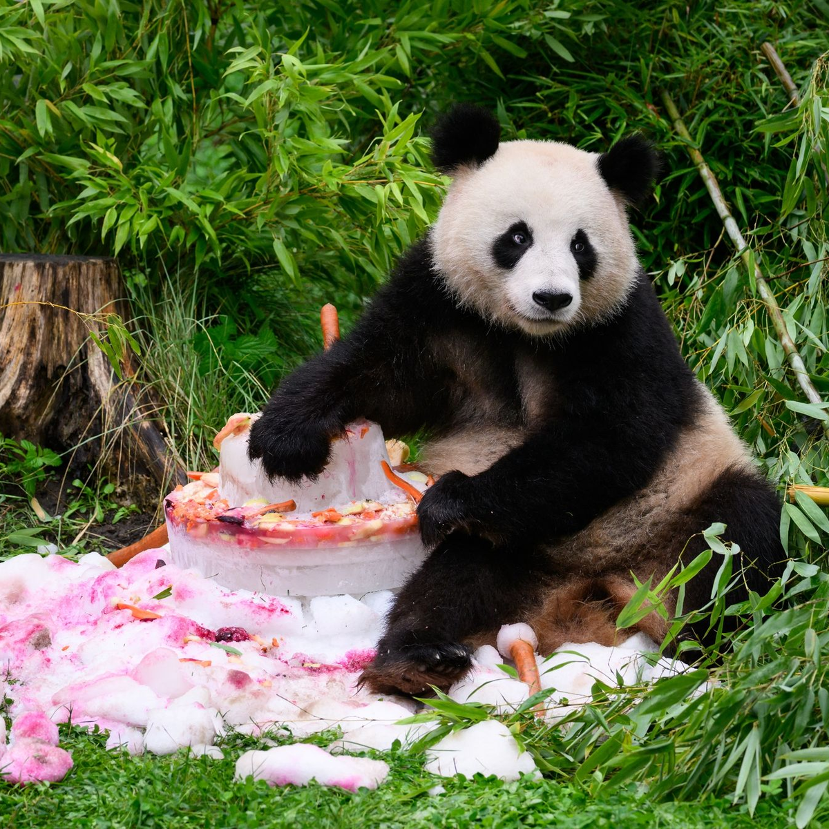 Eine Torte aus Eis, Gemüse und Früchten gibt es anlässlich ihres vierten Geburtstags für die Pandabären Pit und Paule im Berliner Zoo. - Foto: Bernd von Jutrczenka/dpa
