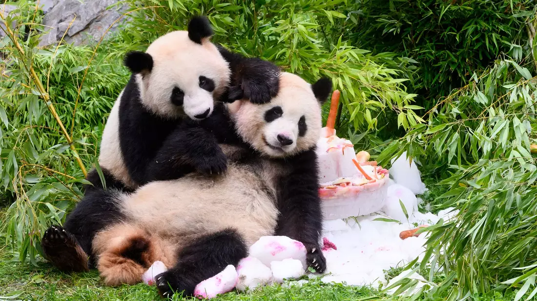 Eine Torte aus Eis, Gemüse und Früchten gibt es anlässlich ihres vierten Geburtstags für die Pandabären Pit und Paule im Berliner Zoo. - Bild: Bernd von Jutrczenka/dpa