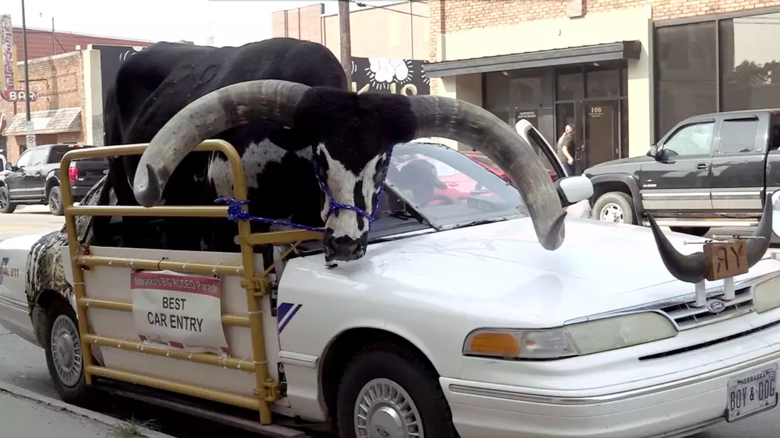 Der Watusi-Bulle namens Howdy Doody im Auto von Lee Meyer. - Bild: Uncredited/News Channel Nebraska/AP/dpa