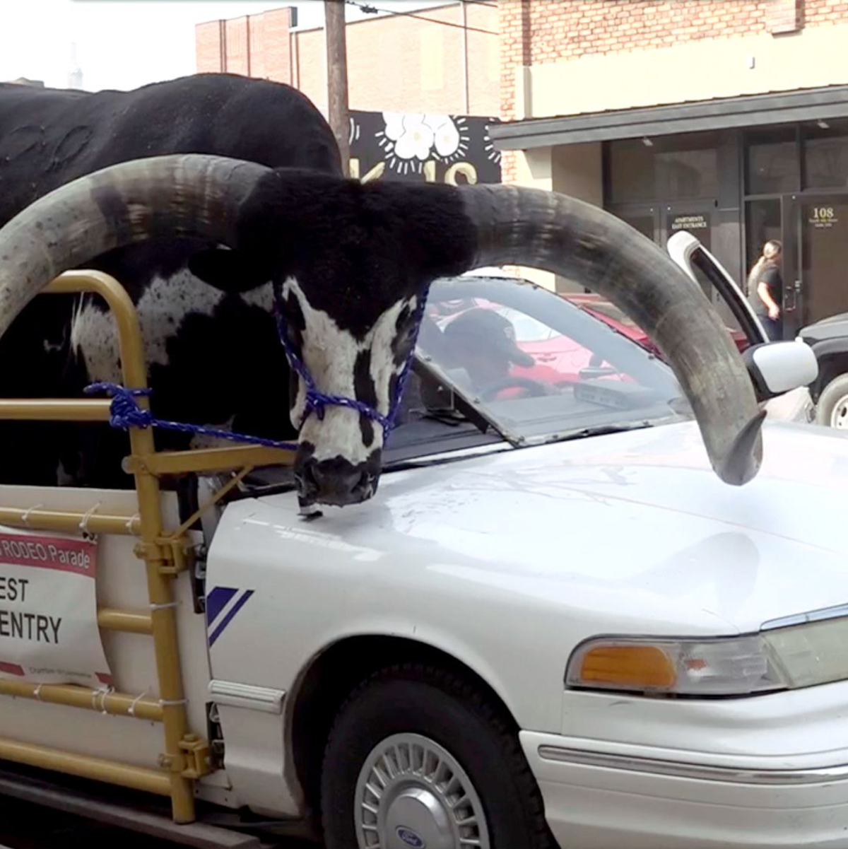 Der Watusi-Bulle namens Howdy Doody im Auto von Lee Meyer. - Foto: Uncredited/News Channel Nebraska/AP/dpa