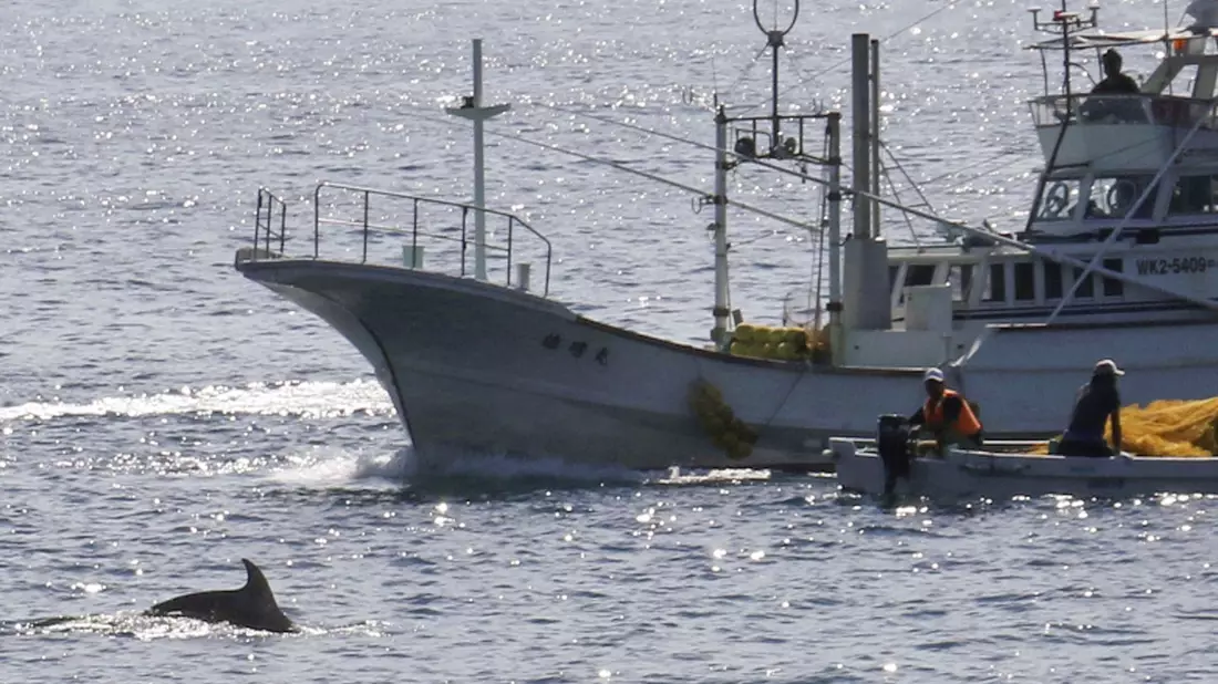 In den Gewässern vor Taiji findet am 01.09.2020 die erste Treibjagd der Saison auf Delfine und andere Kleinwale statt. - Bild: -/kyodo/dpa