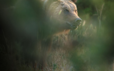 Eine Braunbärin in Italien. (Symbolbild) - Foto: Francesco Lemma/-/dpa