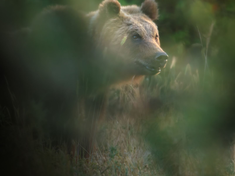 Eine Braunbärin in Italien. (Symbolbild) - Foto: Francesco Lemma/-/dpa
