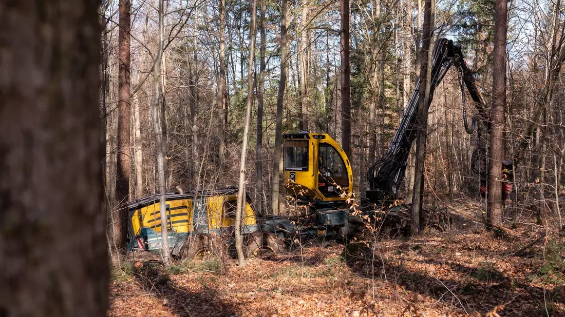 Die Holzernte im Wald sei laut der Deutschen Forstwirtschaft gut für die Umwelt. - Bild: Silas Stein/dpa