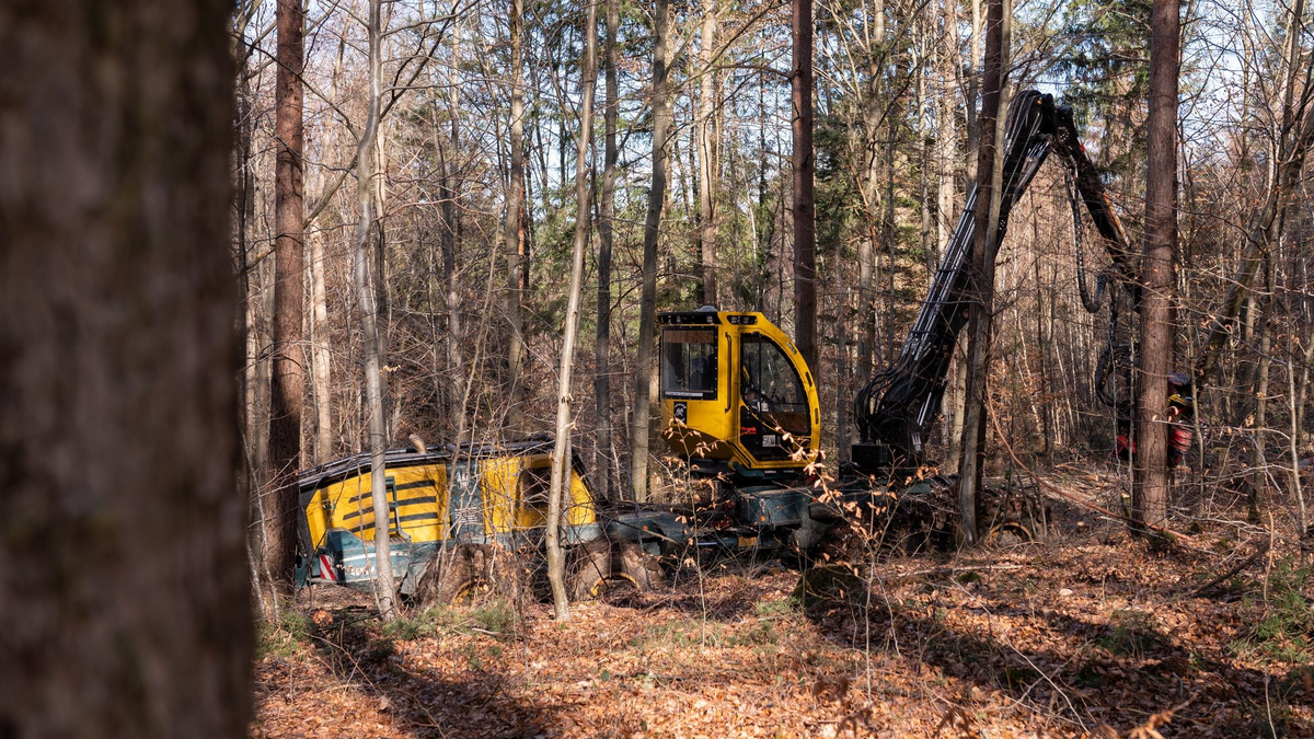 Die Holzernte im Wald sei laut der Deutschen Forstwirtschaft gut für die Umwelt. - Foto: Silas Stein/dpa