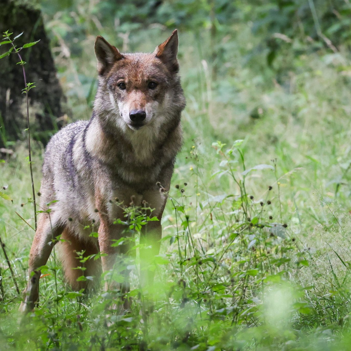 Die Debatte um die Bejagung des Wolfs geht weiter. Tirol will einen regulären Abschuss. - Foto: Christian Charisius/dpa
