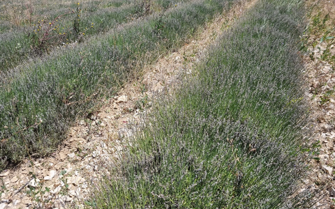 Blick auf ein von Raupen geschädigtes Lavendelfeld in Frankreich. - Foto: Alain Aubanel/dpa