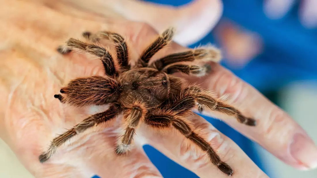 Das braucht Mut: Ein Senior lässt eine Vogelspinne im Senioren- und Therapiezentrum in Barsbüttel über seine Hand laufen. - Bild: Ulrich Perrey/dpa