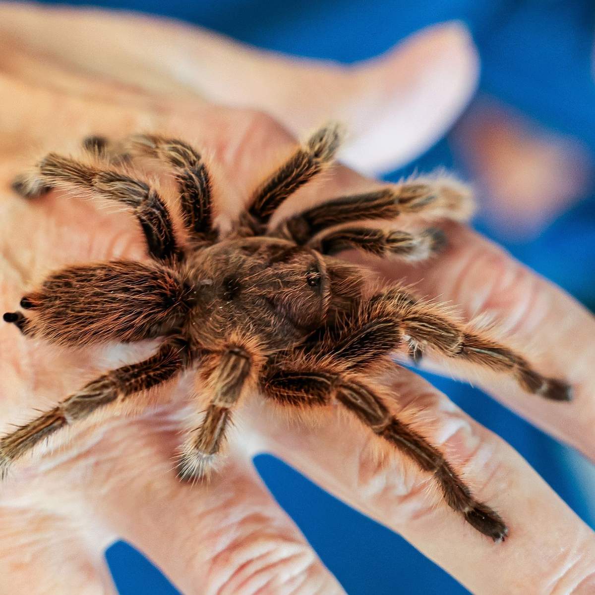 Das braucht Mut: Ein Senior lässt eine Vogelspinne im Senioren- und Therapiezentrum in Barsbüttel über seine Hand laufen. - Foto: Ulrich Perrey/dpa