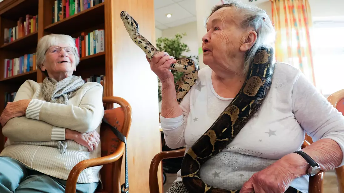 Gerda Hachmann hat sich Boa Constrictor Lilly um den Hals legen lassen. - Bild: Ulrich Perrey/dpa