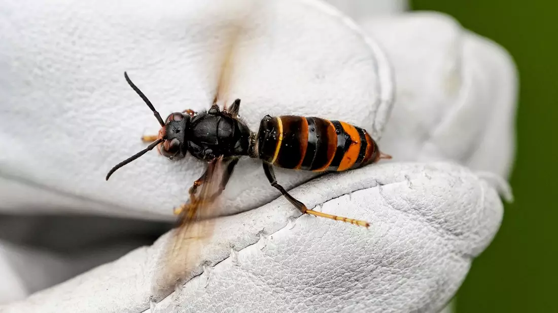 Eine Asiatische Hornisse (Vespa velutina nigrithorax). - Bild: Axel Heimken/dpa