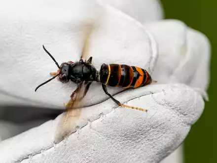 Eine Asiatische Hornisse (Vespa velutina nigrithorax). - Foto: Axel Heimken/dpa