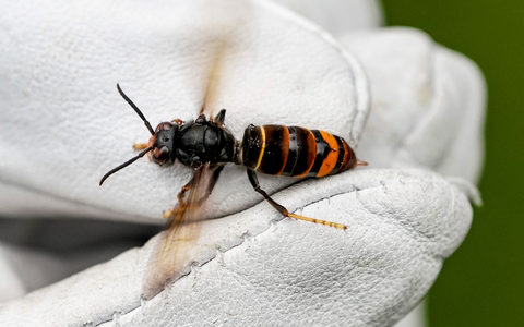 Die Asiatische Hornisse frisst andere Insekten. - Foto: Axel Heimken/dpa