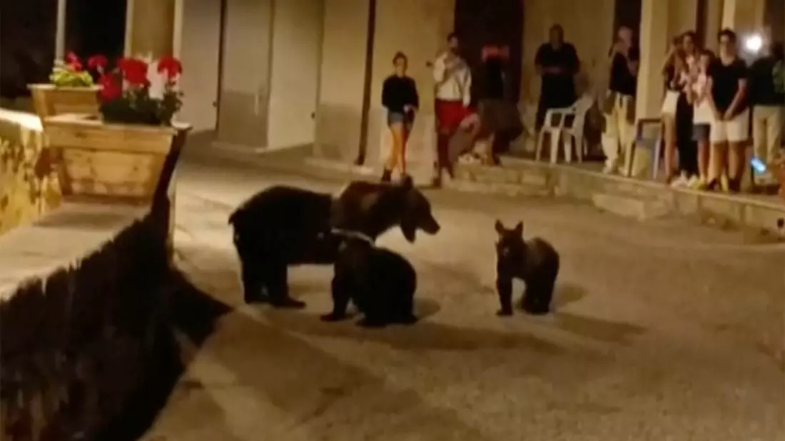 Eine Bärin mit ihren Jungen in einem Dorf in den Abruzzen. - Bild: UGC/APTN/AP/dpa
