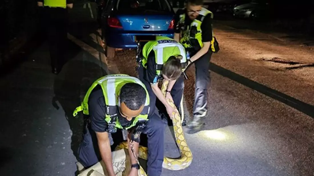 Polizeibeamte fangen den 3,6 Meter langen Python ein. - Bild: -/West Midlands Police/PA Media/dpa