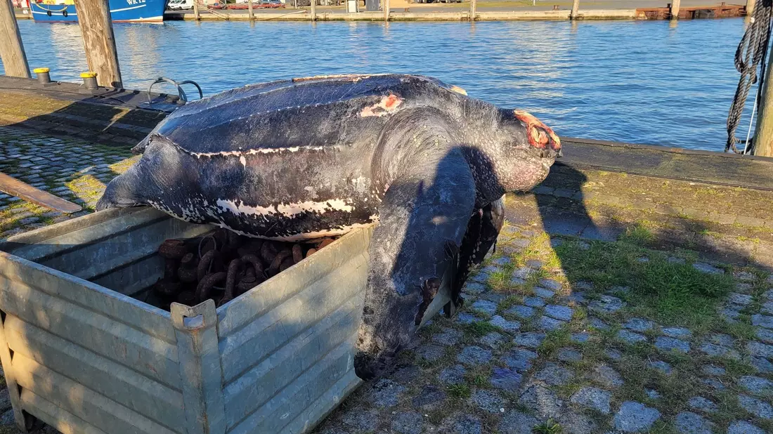 Eine verendete Lederschildkröte liegt auf einer Kiste im Hafen von Büsum. - Bild: ITAW/AW/ITAW/dpa