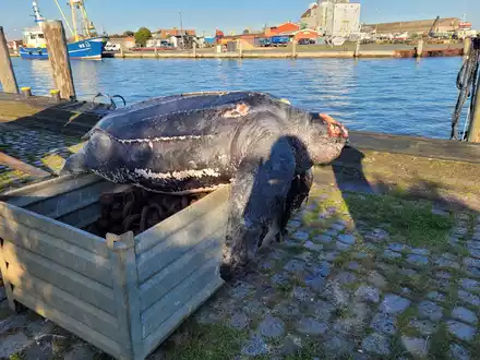 Eine verendete Lederschildkröte liegt auf einer Kiste im Hafen von Büsum. - Foto: ITAW/AW/ITAW/dpa