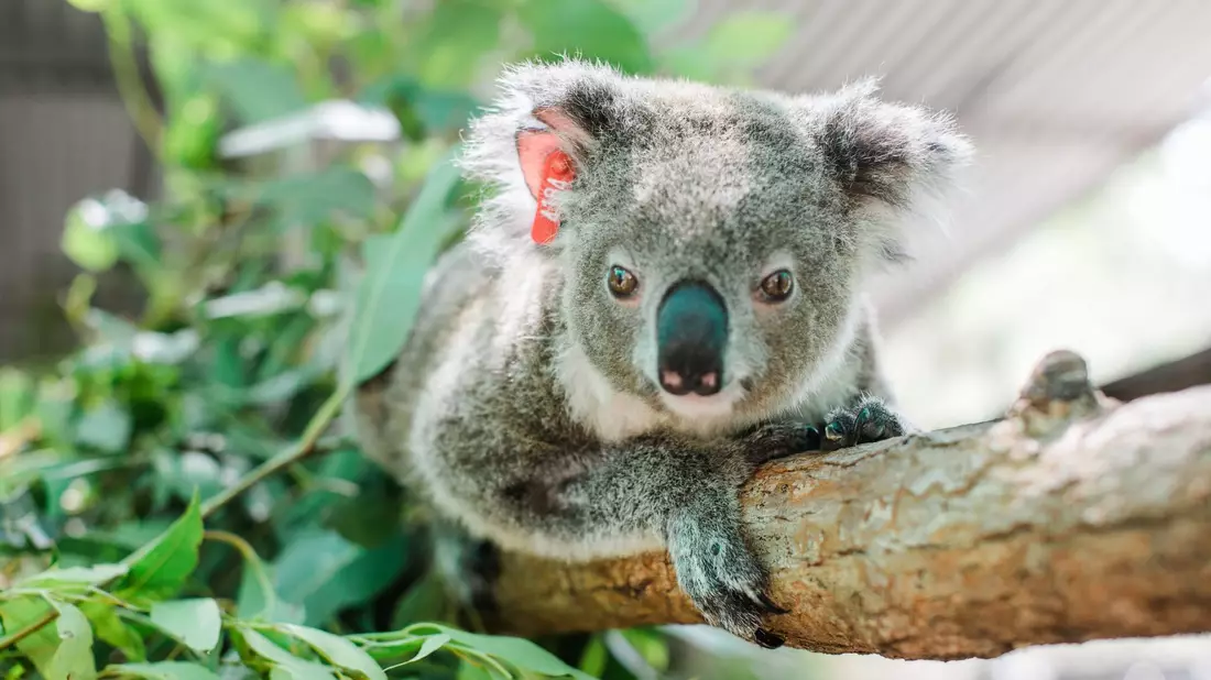 Koala Ember wird bereits zum zweiten Mal Mutter. In Ihrem Beutel sei ein winziges Junges entdeckt worden, teilte der Internationale Tierschutz-Fonds (IFAW) mit. - Bild: Stacey Hedman/IFAW/dpa