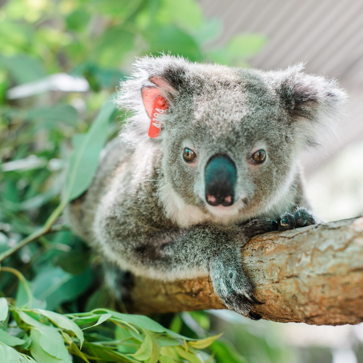 Koala Ember wird bereits zum zweiten Mal Mutter. In Ihrem Beutel sei ein winziges Junges entdeckt worden, teilte der Internationale Tierschutz-Fonds (IFAW) mit. - Foto: Stacey Hedman/IFAW/dpa