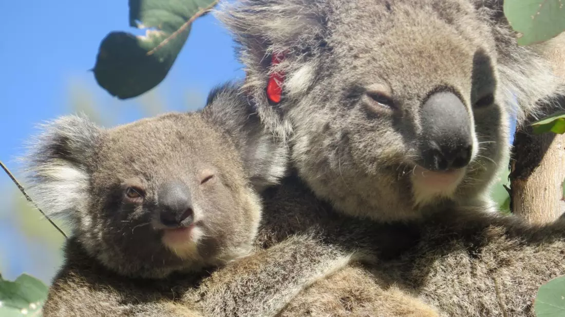 Koala Ember mit ihrem Jungen auf dem Rücken auf einem Baum. Die gewaltigen Buschfeuer in Australien vor vier Jahren hätte das Koala-Weibchen Ember fast nicht überlebt. - Bild: Roslyn Irwin/IFAW/dpa