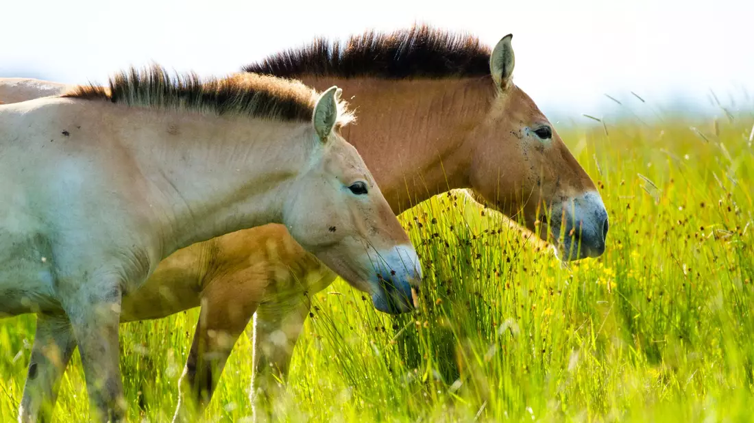 Das Przewalski-Pferd ist eigentlich in Zentralasien beheimatet. - Bild: Katalin Ozogány/dpa