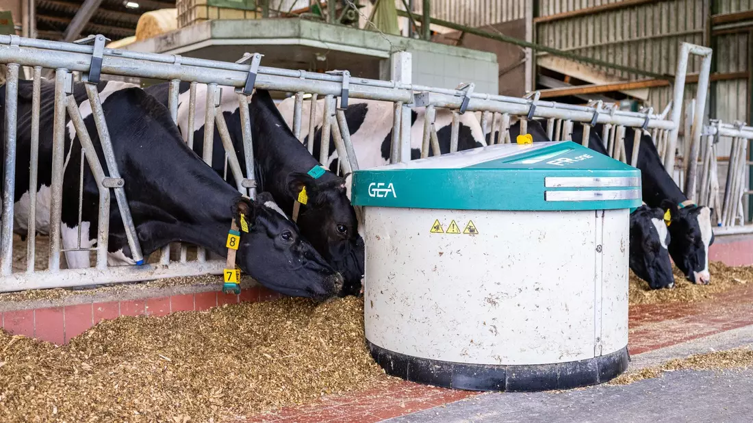 Ein Futterschieber der Firma GEA fährt automatisiert im Kuhstall von Landwirt Henning Lefert an den Kühen vorbei und kehrt dabei das Futter zusammen. - Bild: Guido Kirchner/dpa