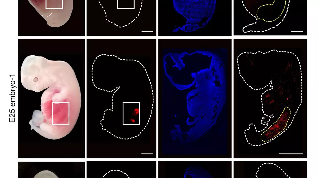 Eine grafische Darstellung zeigt «humanisierte» Nierenzellen (rote Fluoreszenz) im Inneren von Embryos von Schweinen im Vergleich zu normalen, nicht manipulierten Schweineembryos. - Bild: Wang/Xie/Li/Li/Zhang/Cell Stem Cell/dpa