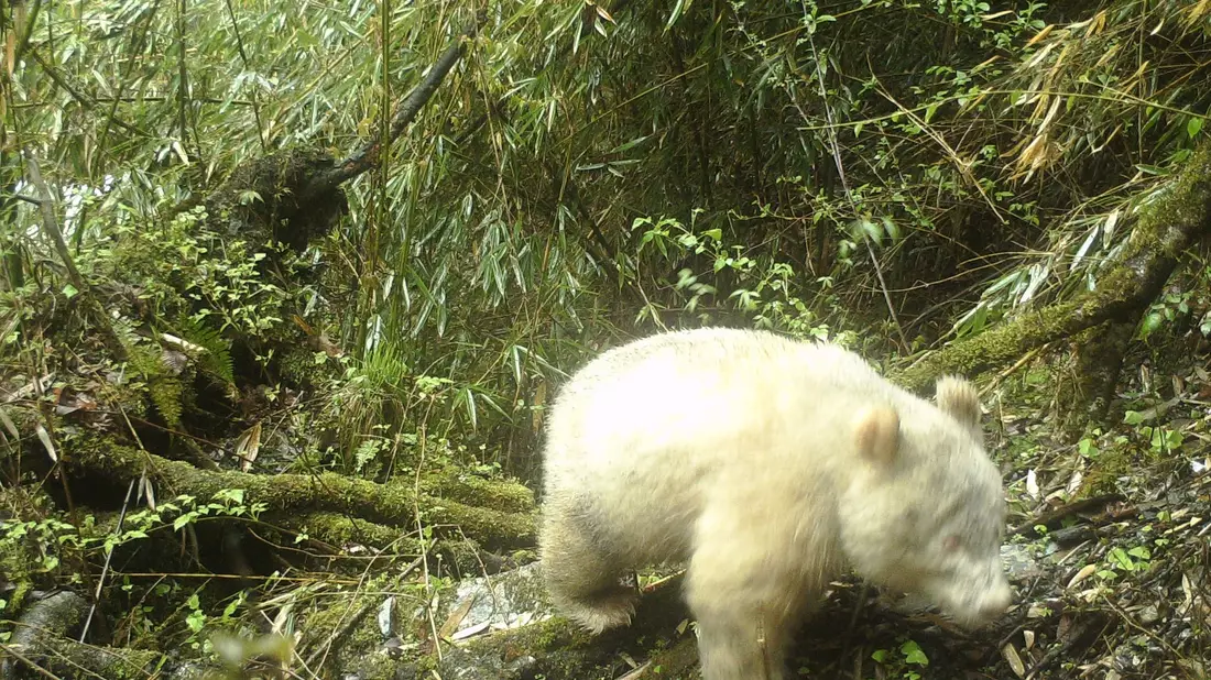 Dieses Infrarotkamerabild, aufgenommen mit einer Fotofalle, zeigt den Albino-Panda in der südwestchinesischen Provinz Sichuan. - Bild: XinHua/dpa