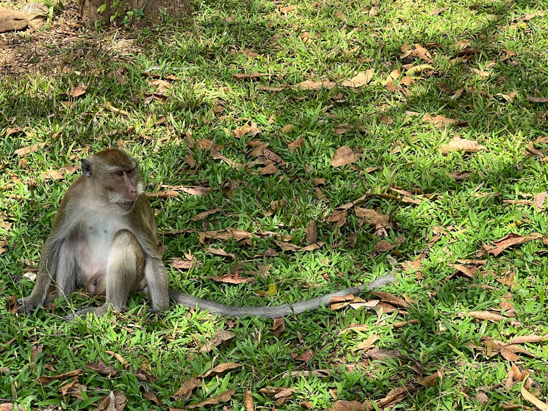 Langschwanzmakaken, auch Javaneraffen genannt, sind in weiten Teilen Südostasiens verbreitet. - Foto: Carola Frentzen/dpa