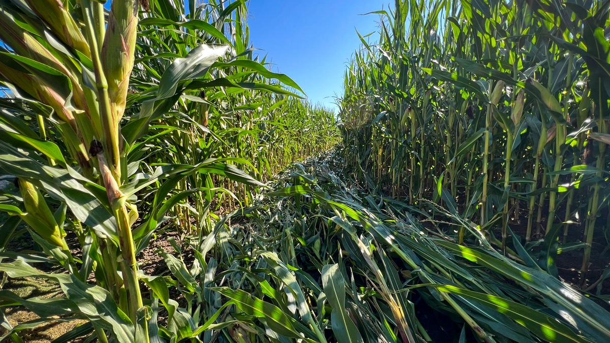 POL-EL: Sögel - Wer hat sich ins Maisfeld verirrt? - Hinweise gesucht - Foto: presseportal.de
