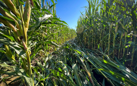 POL-EL: Sögel - Wer hat sich ins Maisfeld verirrt? - Hinweise gesucht - Foto: presseportal.de