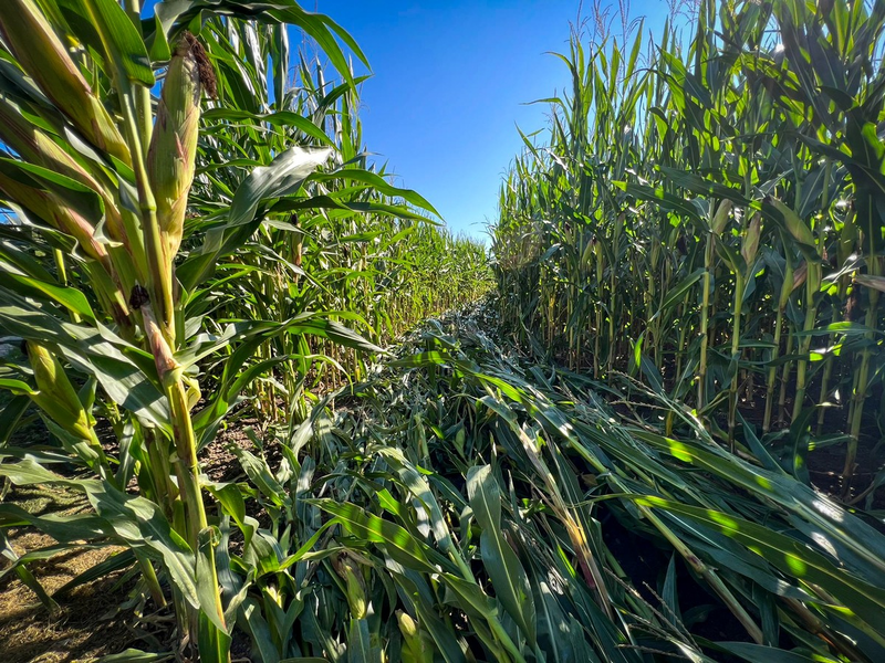 POL-EL: Sögel - Wer hat sich ins Maisfeld verirrt? - Hinweise gesucht - Foto: presseportal.de