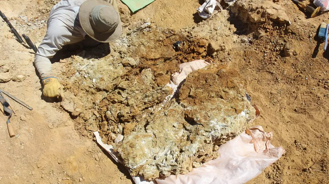 Fossile Zähne wurden 100 Kilometer südlich von Alice Springs in der Region Northern Territory gefunden. - Bild: Arthur Crichton/Flinders University/dpa