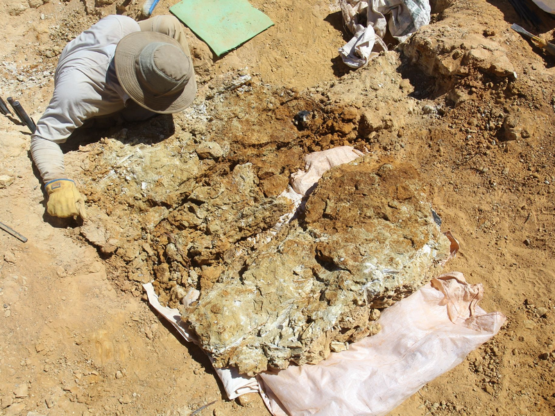 Fossile Zähne wurden 100 Kilometer südlich von Alice Springs in der Region Northern Territory gefunden. - Foto: Arthur Crichton/Flinders University/dpa