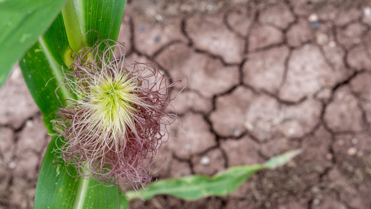 Der Expertenrat für Klimafragen hat der Bundesregierung kürzlich mit Blick auf ihre Klimapolitik das Zeugnis «ungenügend» ausgestellt. - Foto: Pia Bayer/dpa