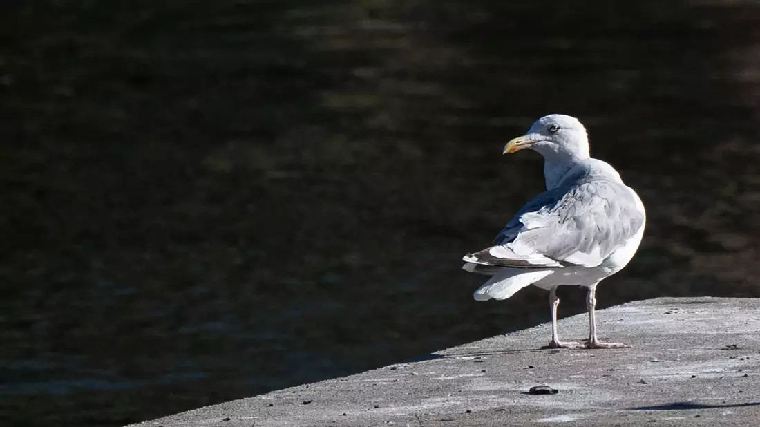 Eine Möwe sitzt auf einem Steg an der Spree in Berlin. - Bild: Sebastian Christoph Gollnow/dpa