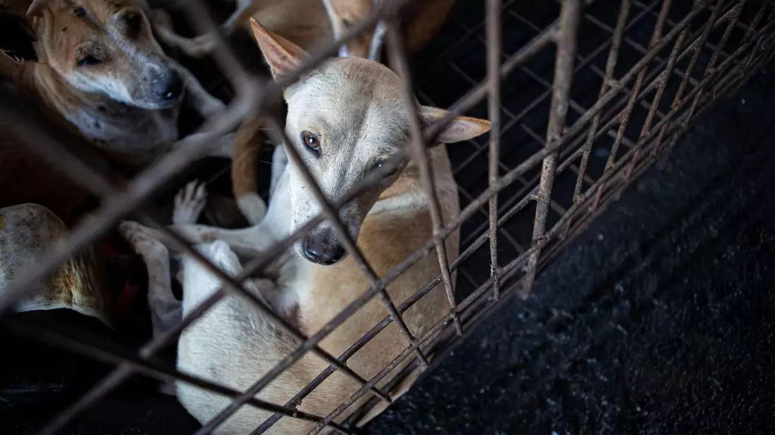 Hunde werden von einem Rettungsteam aus einem Schlachthaus in Indonesien gerettet. - Bild: Muhammad Taufan/dpa